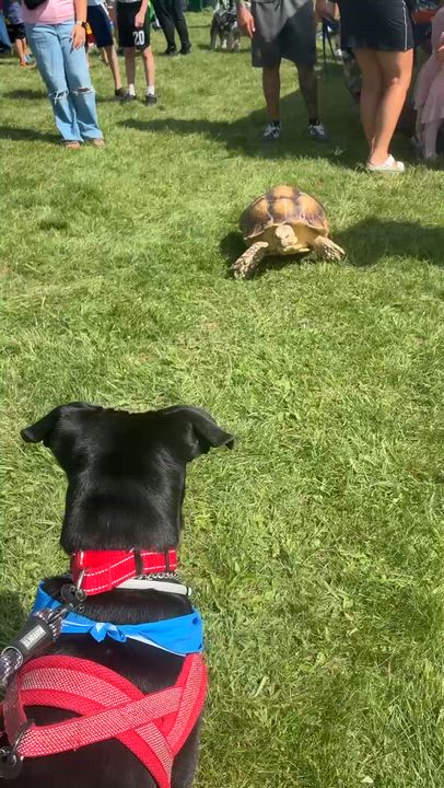 Enlarge Apollo, a Adoptable mixed breed in Glen Rock, NJ video 6/6
