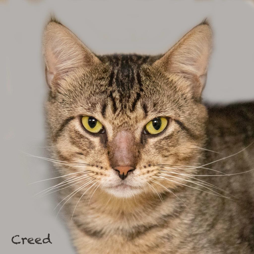Creed, Adoptable, Adult Male Domestic Short Hair.