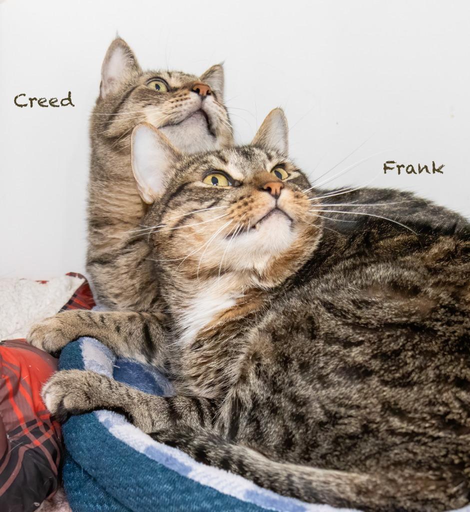 Creed, a Adoptable mixed breed in Hot Springs Village, AR image 2/5