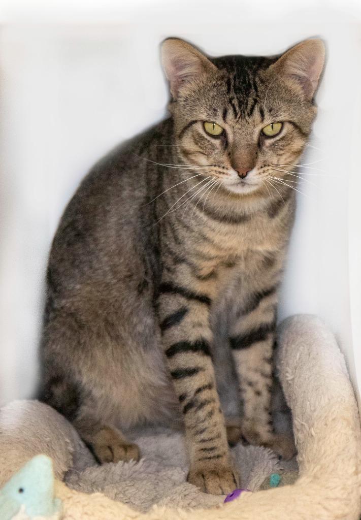 Creed, a Adoptable mixed breed in Hot Springs Village, AR image 2/4