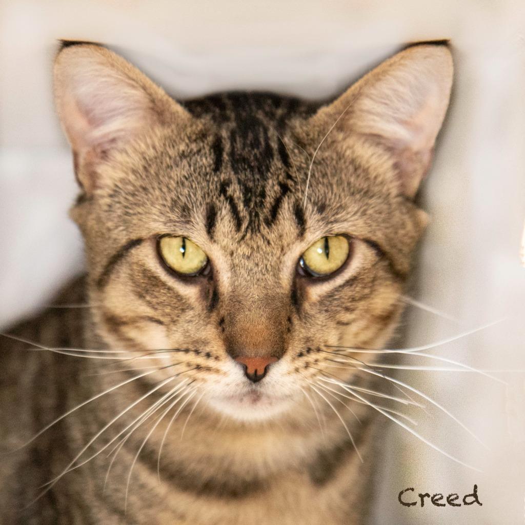 Enlarge Creed, a Adoptable mixed breed in Hot Springs Village, AR image 2/4
