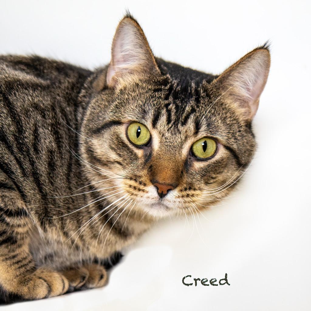 Enlarge Creed, a Adoptable mixed breed in Hot Springs Village, AR image 4/4