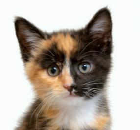 HAPPY HIBISCUS!, Adoptable, Kitten Female Calico.