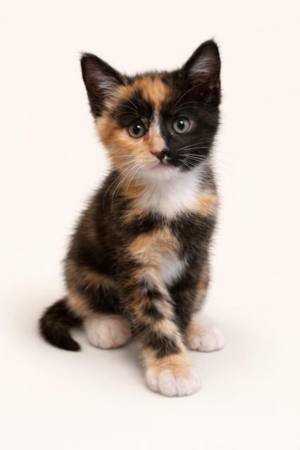 Enlarge HAPPY HIBISCUS!, a Adoptable Calico in Danbury, CT image 2/2