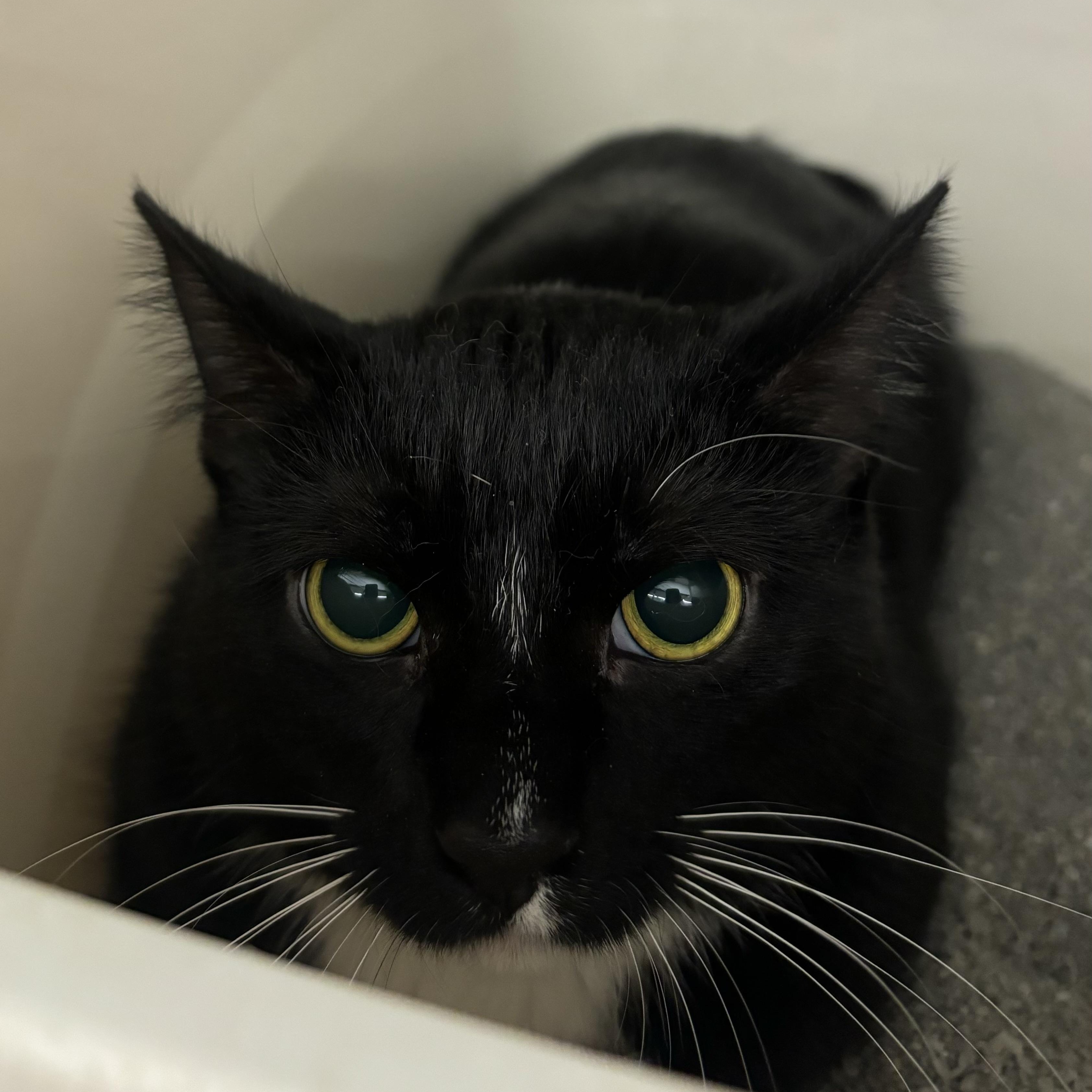 Enlarge Bridget, a Adoptable Domestic Short Hair image 1/1