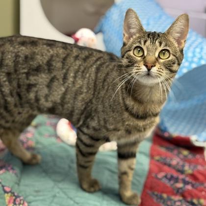 Kimchi, Adoptable, Adult Female Domestic Short Hair & Domestic Short Hair.