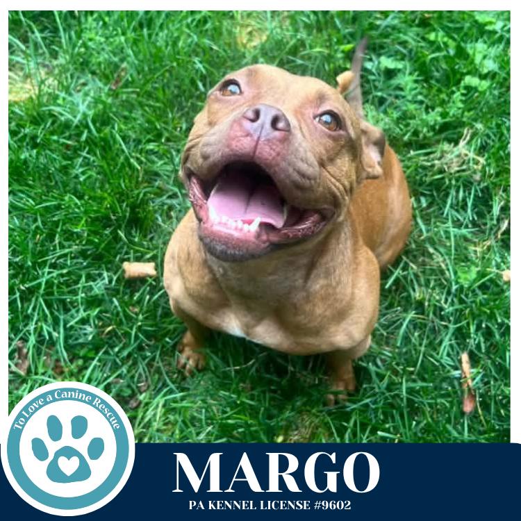 Margo 060626, Adoptable, Adult Female American Bulldog.
