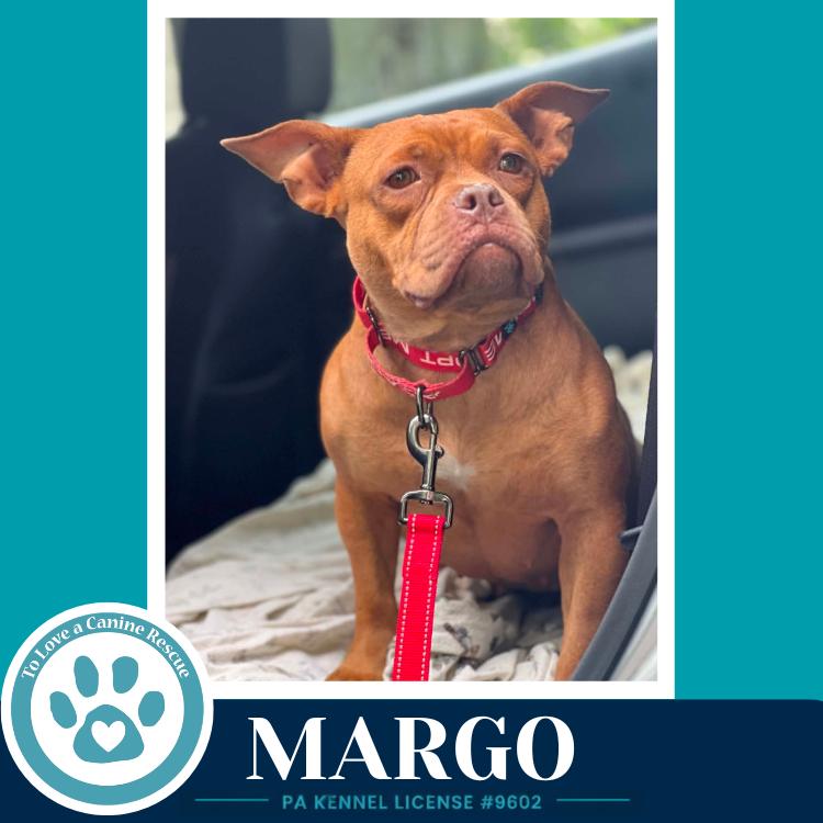 Margo 060626, a Adoptable mixed breed in Kimberton, PA image 1/5