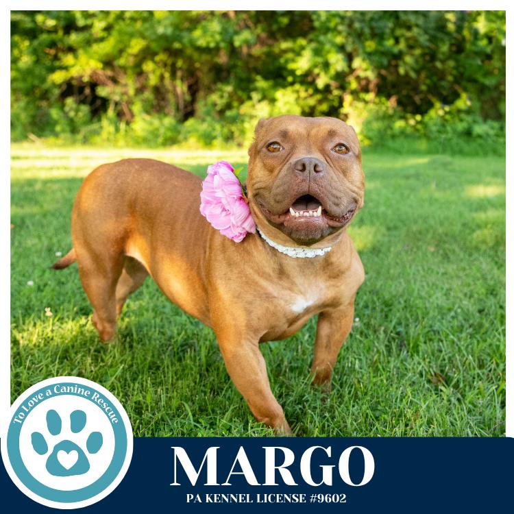Margo 060626, a Adoptable mixed breed in Kimberton, PA image 2/5