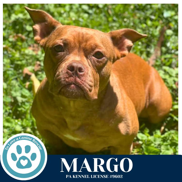 Enlarge Margo 060626, a Adoptable mixed breed in Kimberton, PA image 3/6