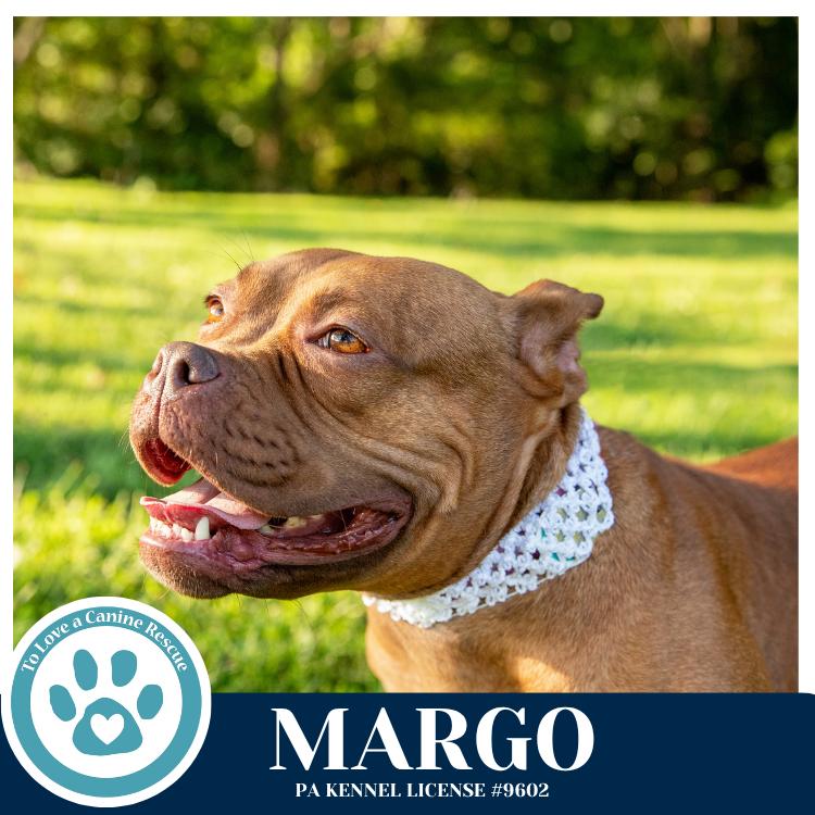 Margo 060626, a Adoptable mixed breed in Kimberton, PA image 3/5