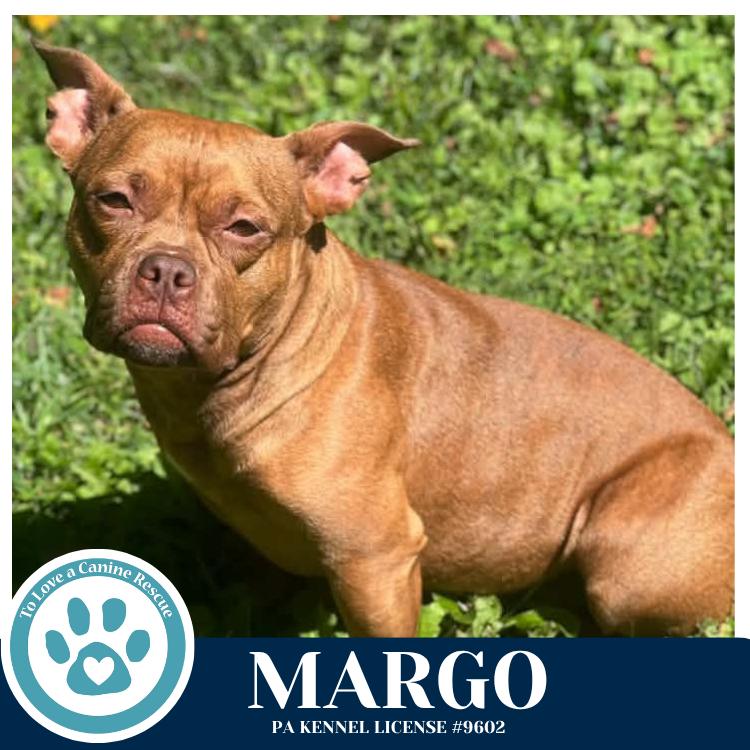 Enlarge Margo 060626, a Adoptable mixed breed in Kimberton, PA image 4/6
