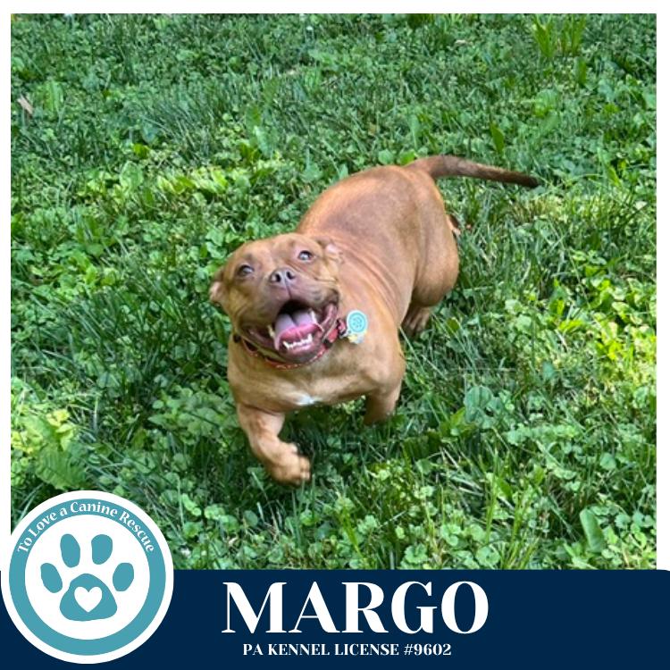 Margo 060626, a Adoptable mixed breed in Kimberton, PA image 3/5