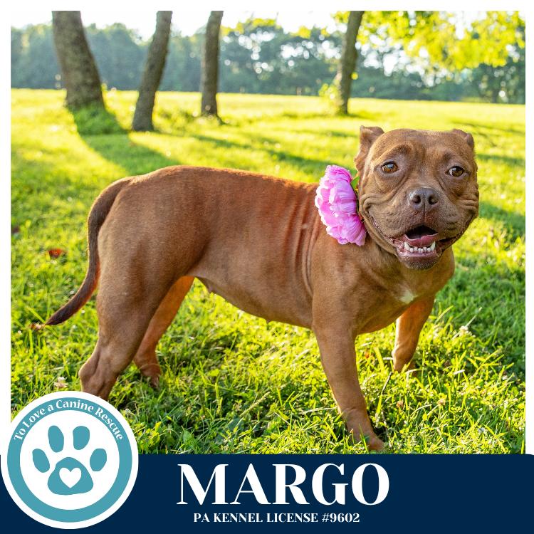 Margo 060626, a Adoptable mixed breed in Kimberton, PA image 4/5