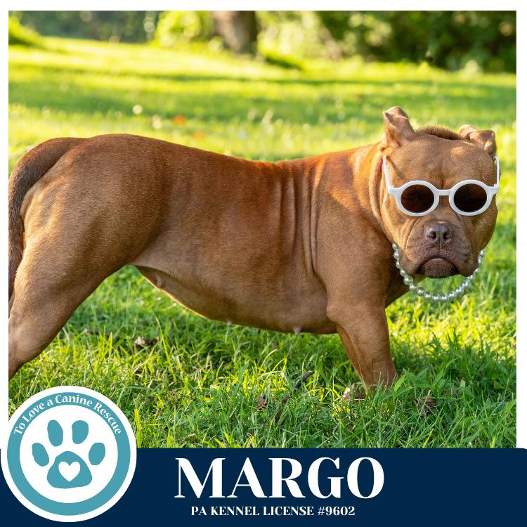 Margo 060626, a Adoptable mixed breed in Kimberton, PA image 5/5