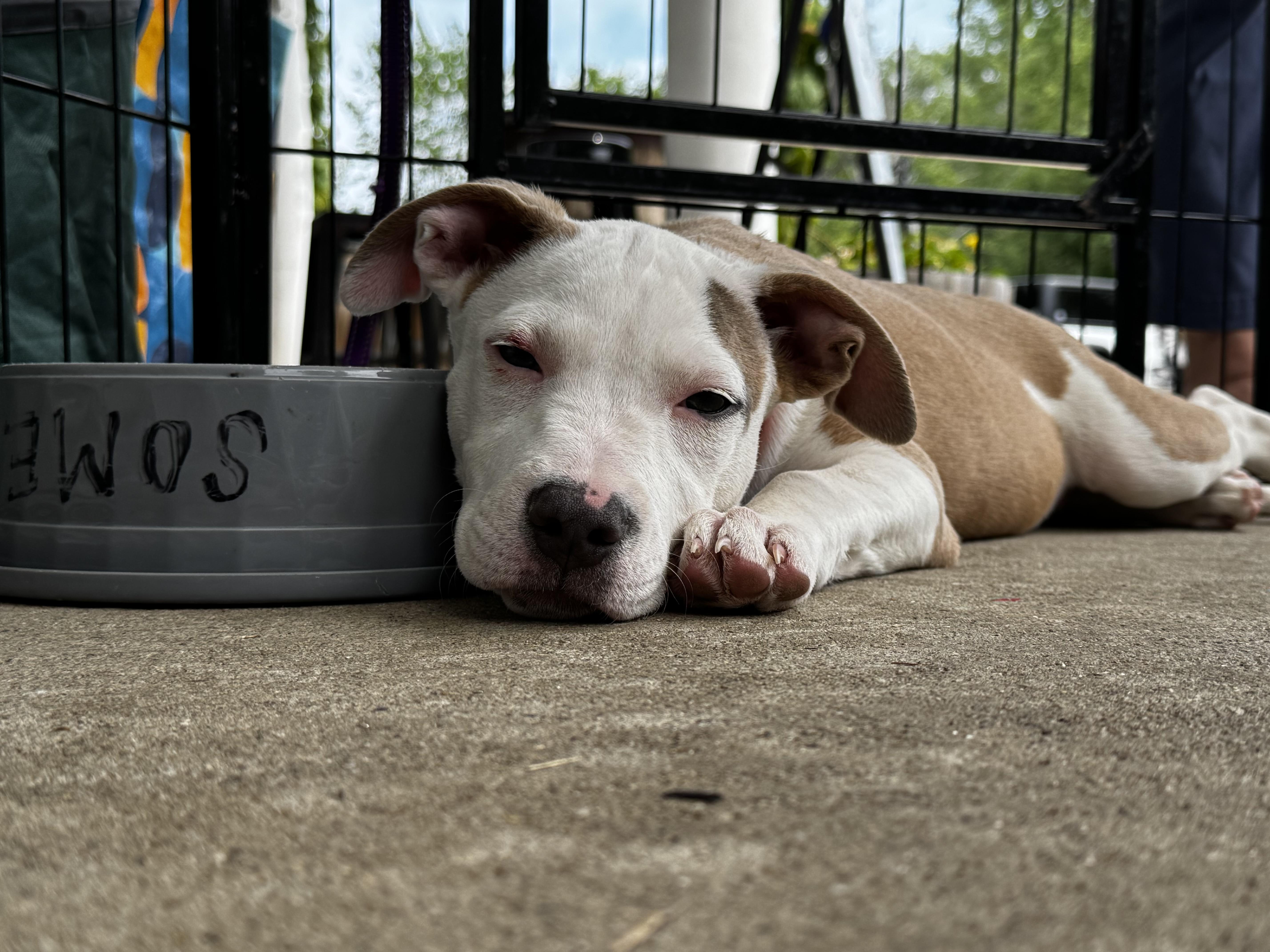 Madam Mim, a Adoptable mixed breed in Portland, ME image 2/6