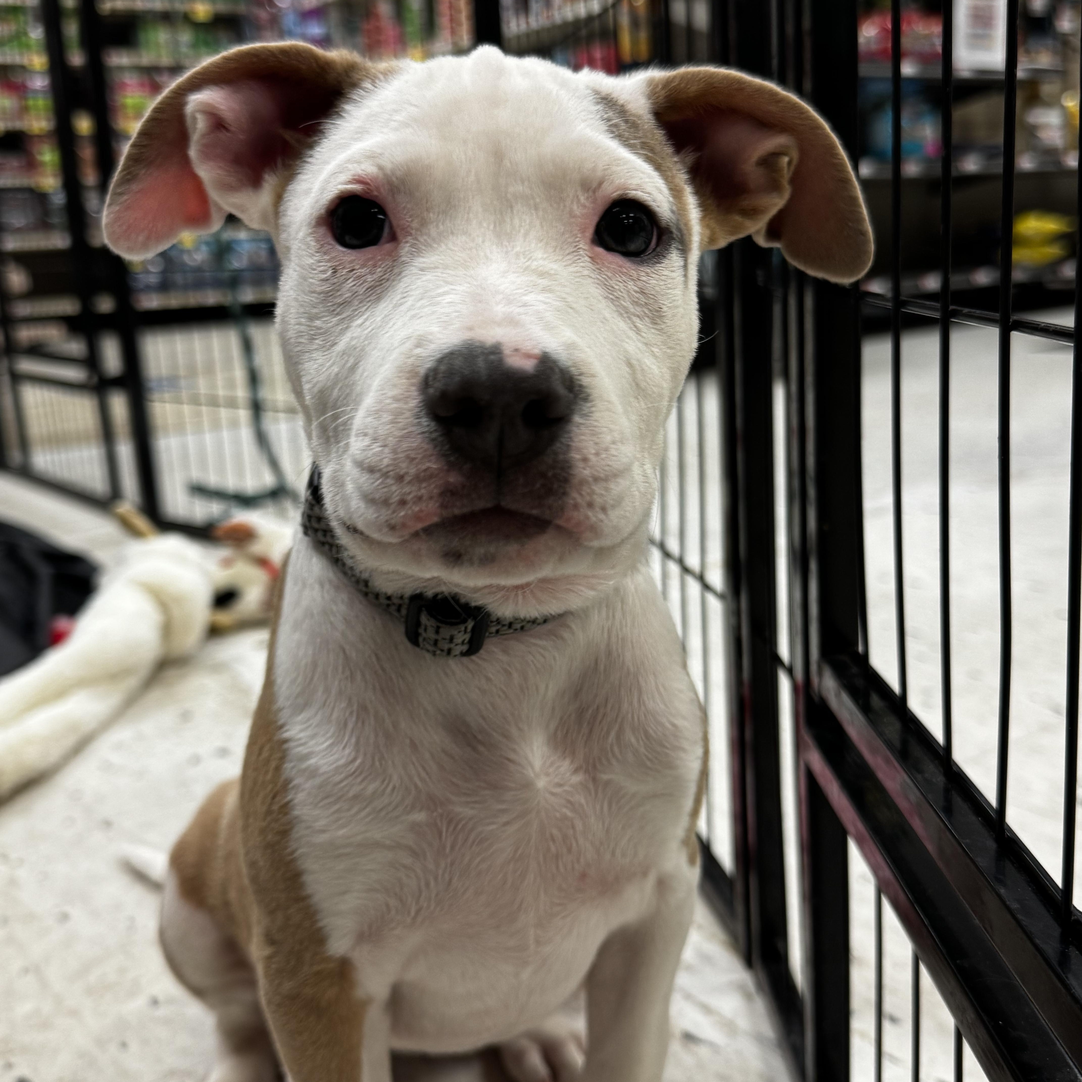 Madam Mim, a Adoptable mixed breed in Portland, ME image 1/6