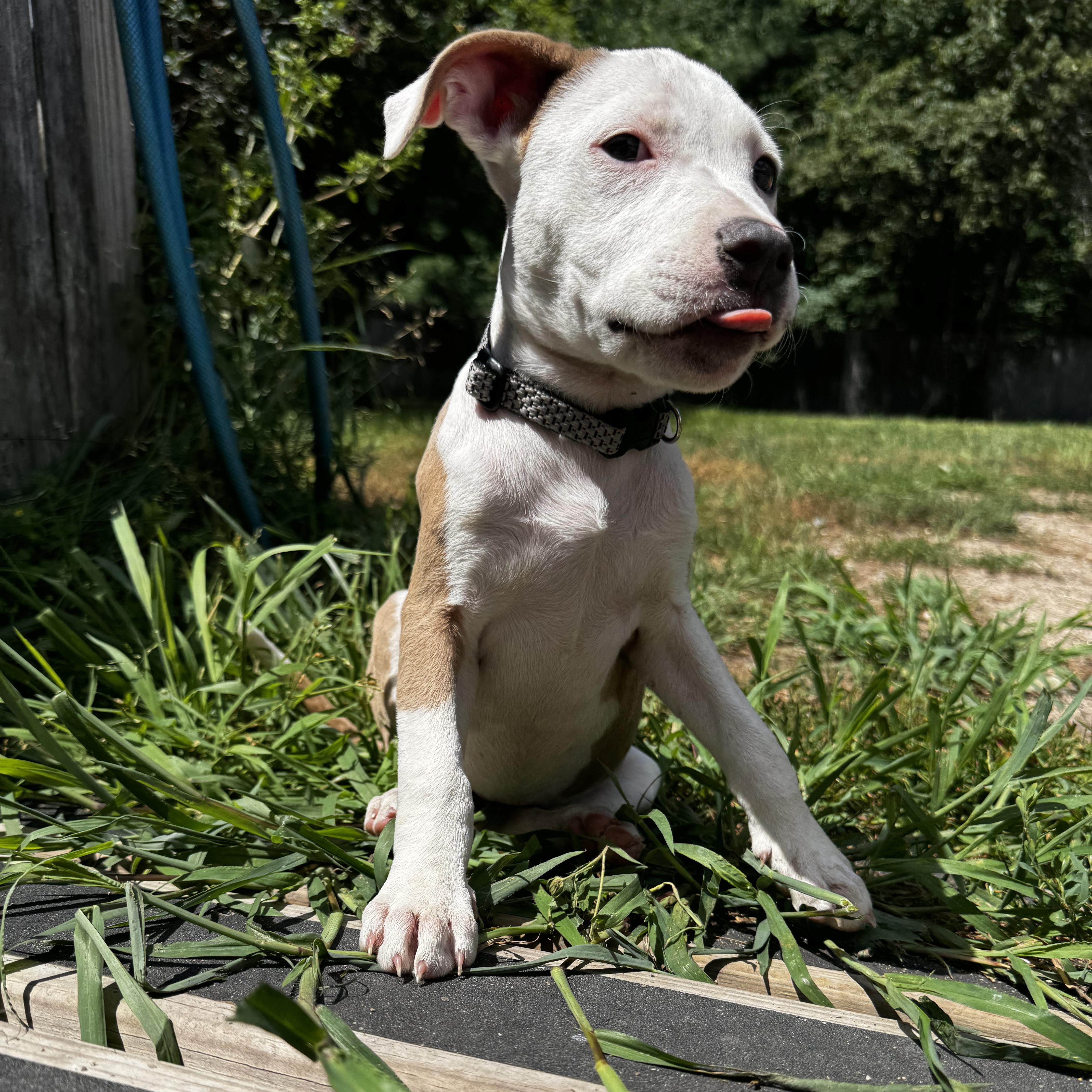 Madam Mim, a Adoptable mixed breed in Portland, ME image 3/6