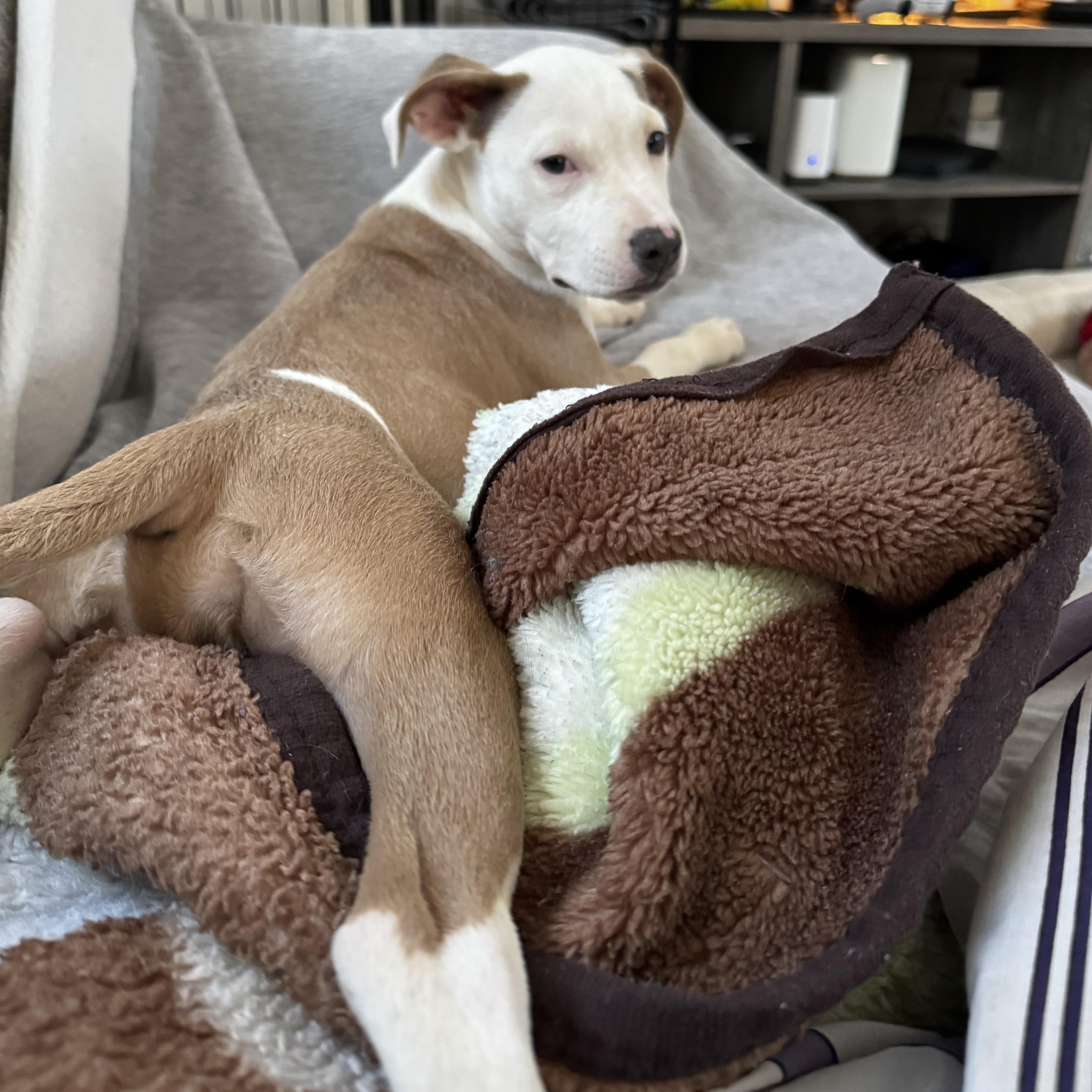 Madam Mim, a Adoptable mixed breed in Portland, ME image 4/6