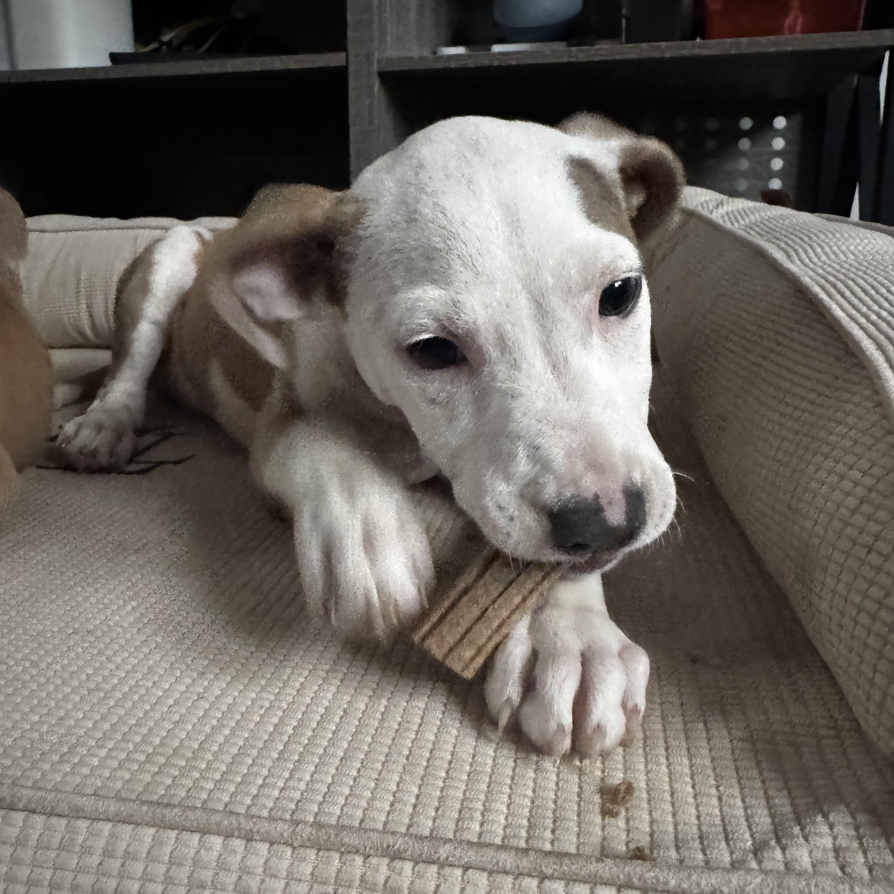Madam Mim, a Adoptable mixed breed in Portland, ME image 6/6