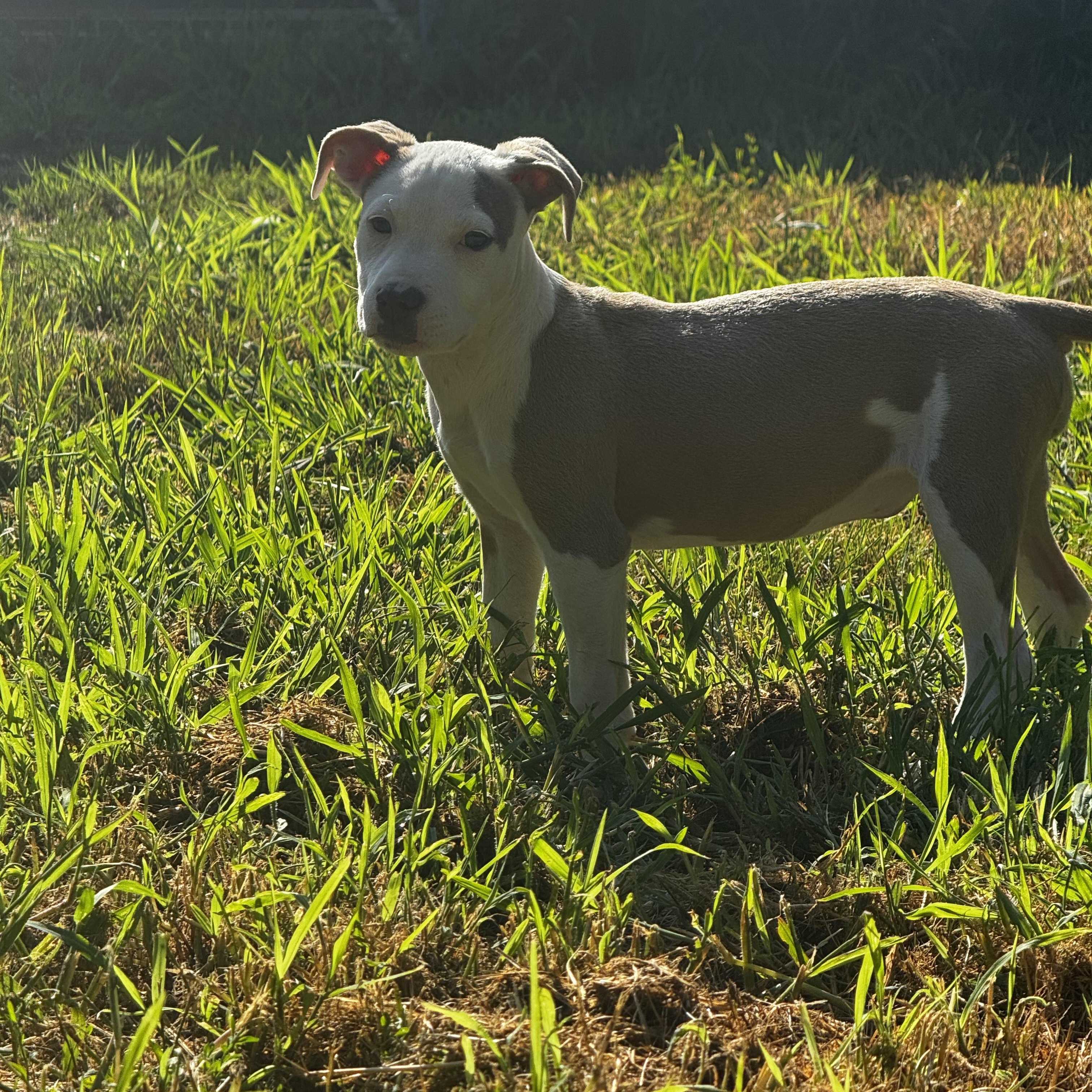 Madam Mim, a Adoptable mixed breed in Portland, ME image 5/6