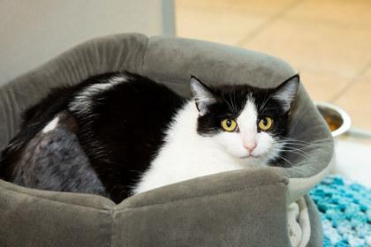Henrietta, Adoptable, Young Female Domestic Medium Hair & Domestic Short Hair.