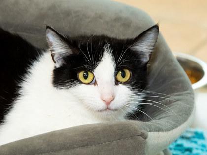Henrietta, a Adoptable mixed breed in Longmont, CO image 2/2