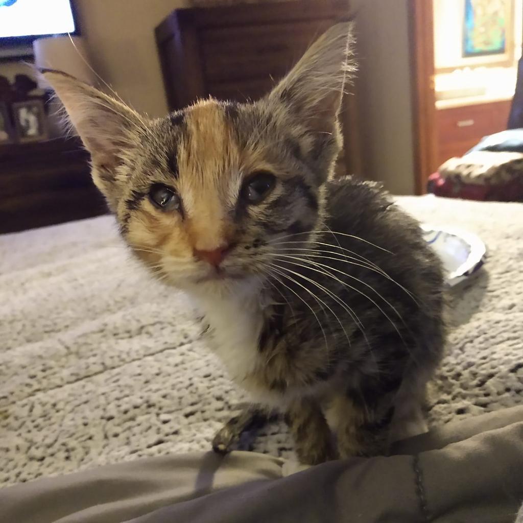 Cider, Adoptable, Adult Female Domestic Short Hair & Domestic Short Hair.