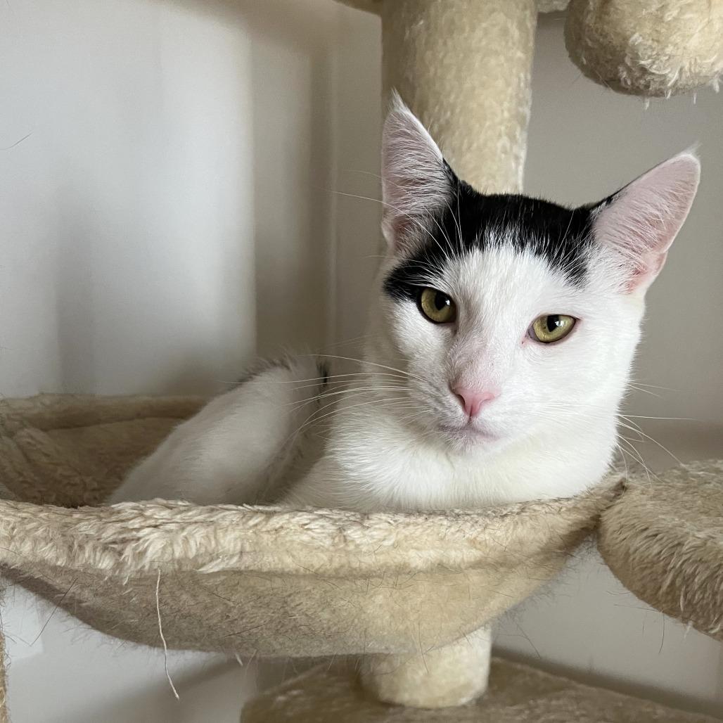 Jax (16648), Adoptable, Adult Male Domestic Short Hair.
