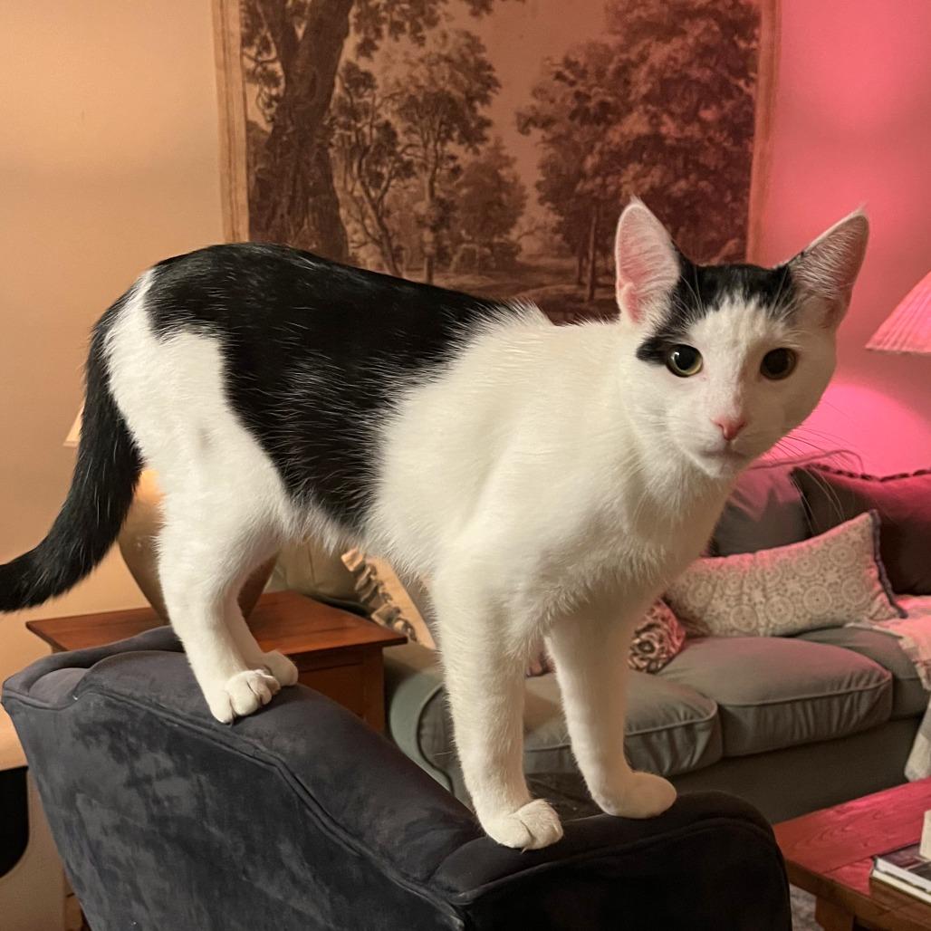 Enlarge Jax (16648), a Adoptable Domestic Short Hair in Washington, DC image 2/3