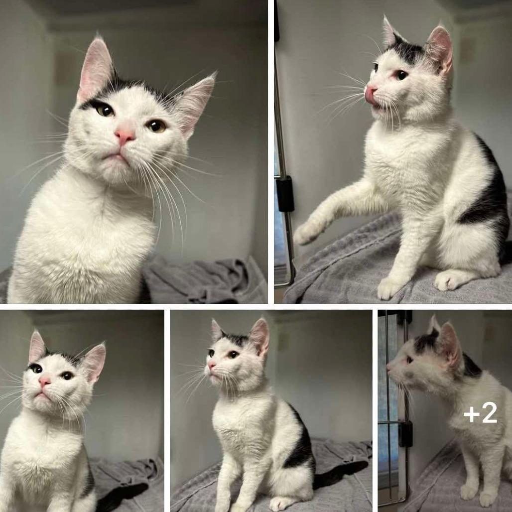 Enlarge Jax (16648), a Adoptable Domestic Short Hair in Washington, DC image 3/3