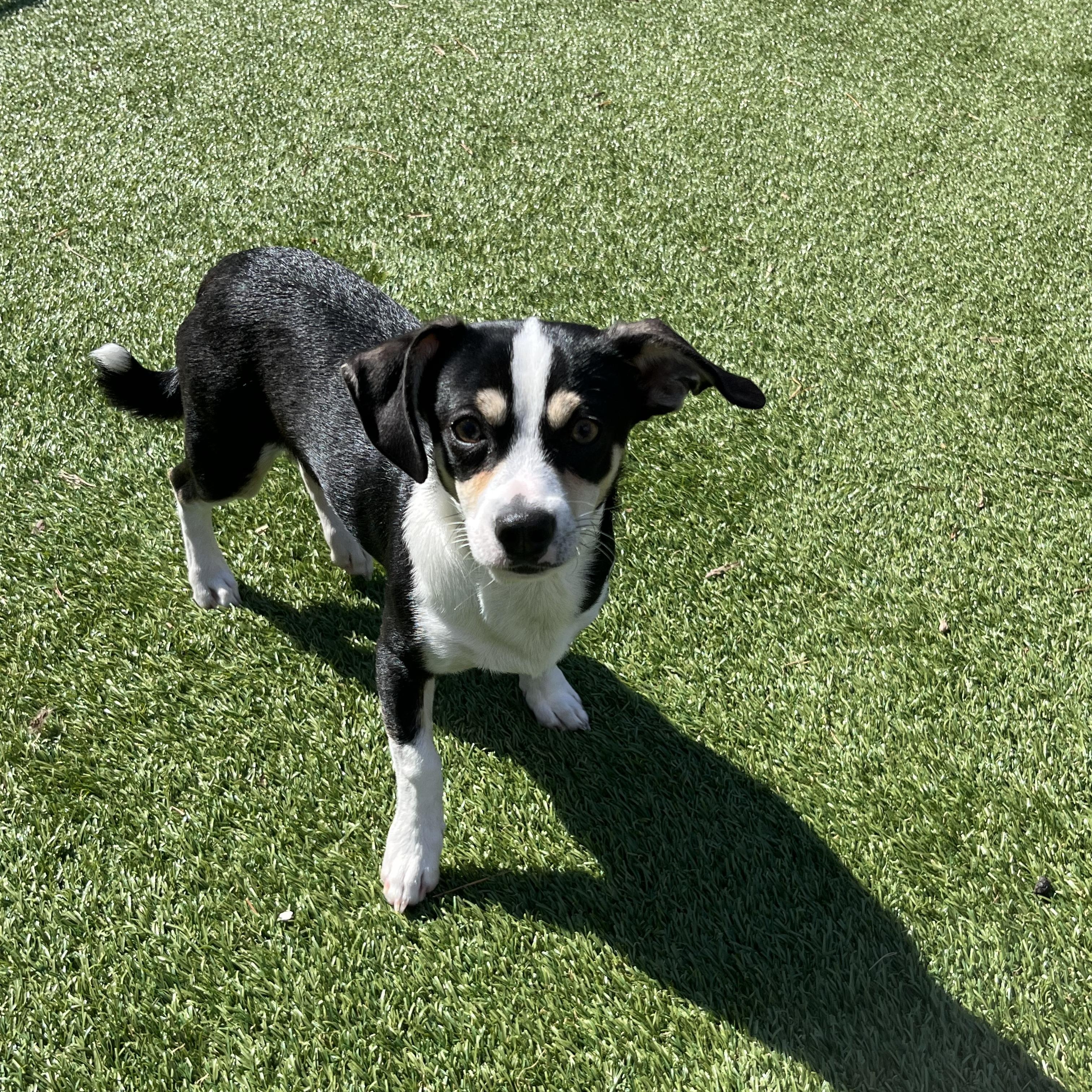 Enlarge Sushi, a ADOPTABLE mixed breed in Salisbury, NC image 3/4