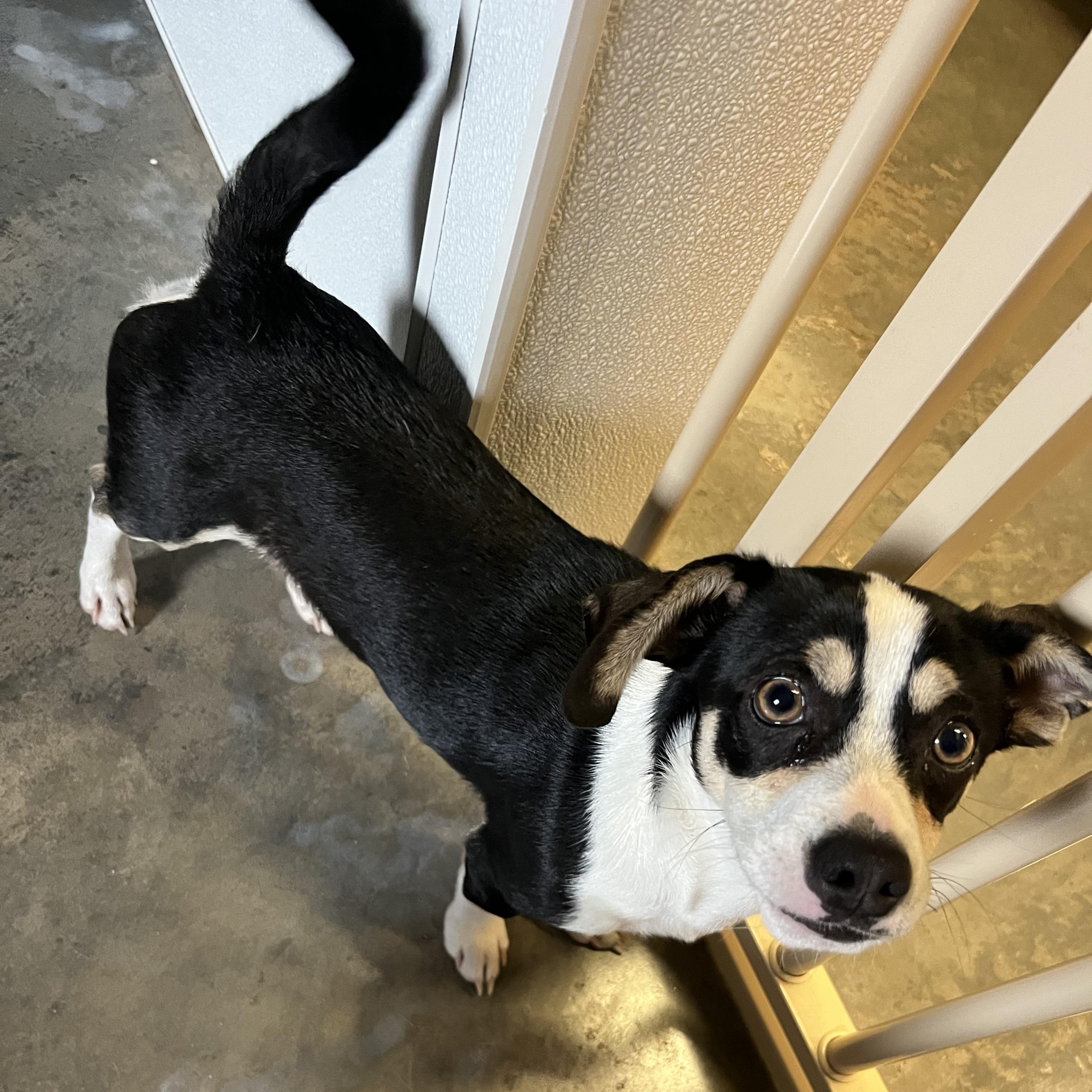 Enlarge Sushi, a ADOPTABLE mixed breed in Salisbury, NC image 4/4