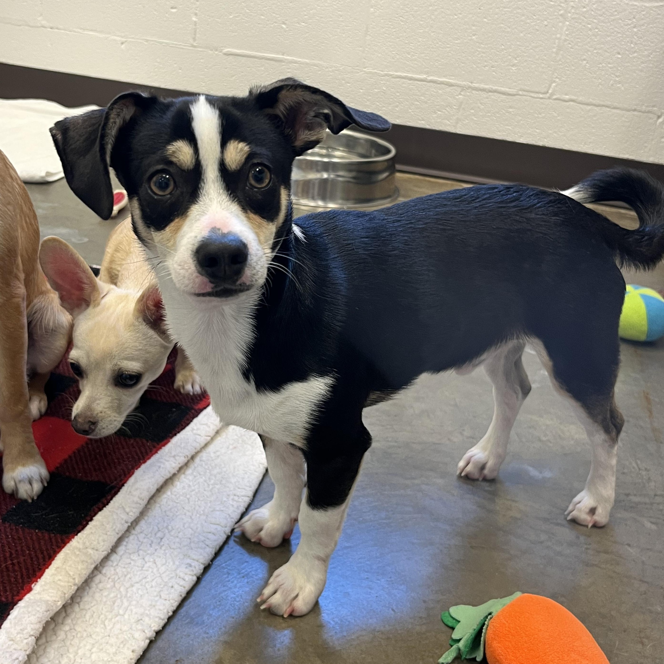 Sushi, ADOPTABLE, Puppy Male Chihuahua.