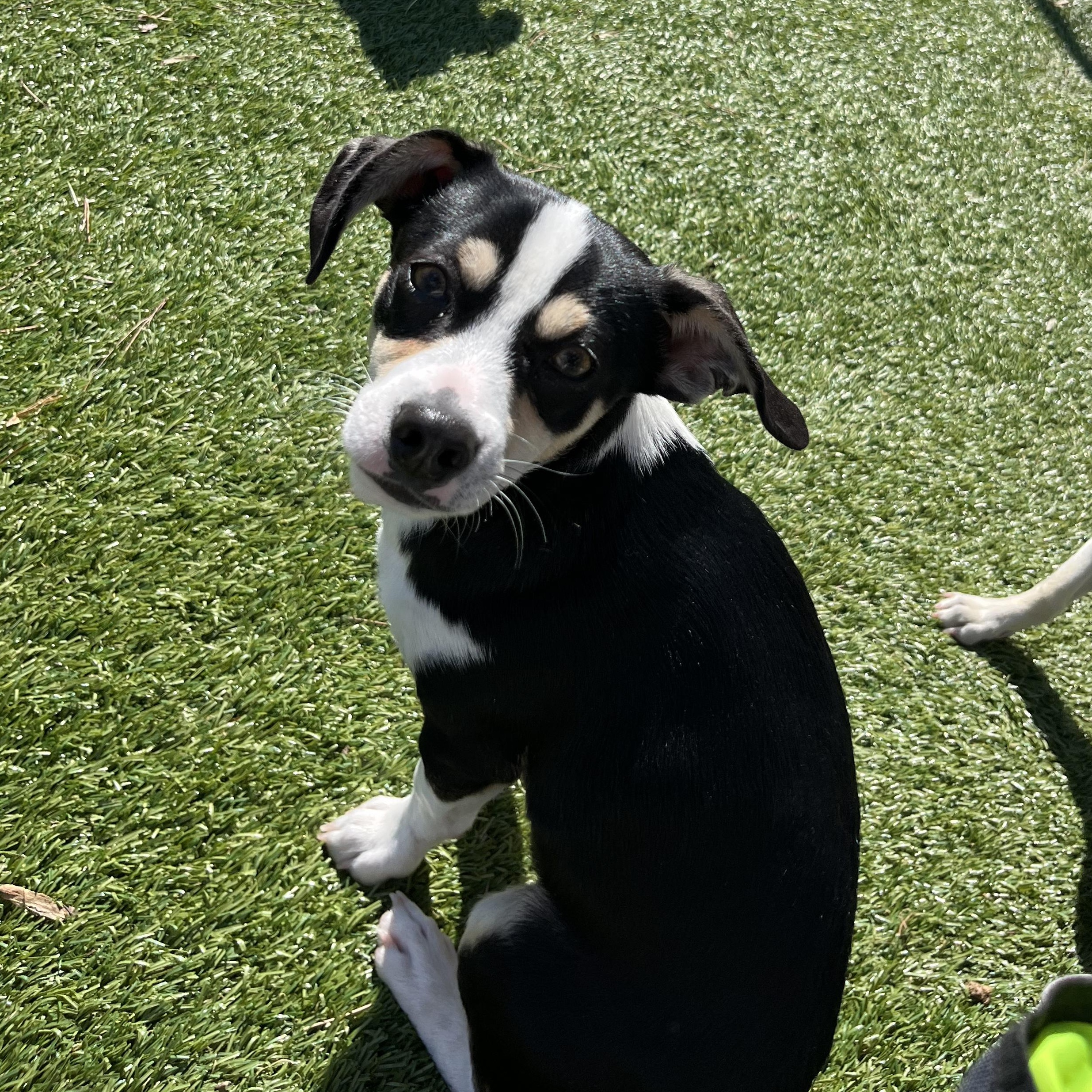 Enlarge Sushi, a ADOPTABLE mixed breed in Salisbury, NC image 2/4