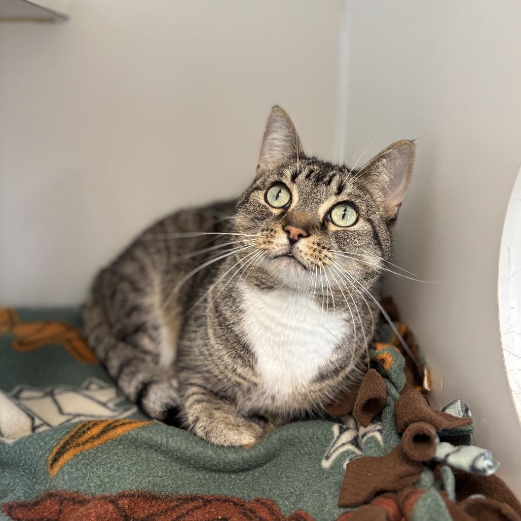 Pauline--In Foster, Adoptable, Adult Female Domestic Short Hair.