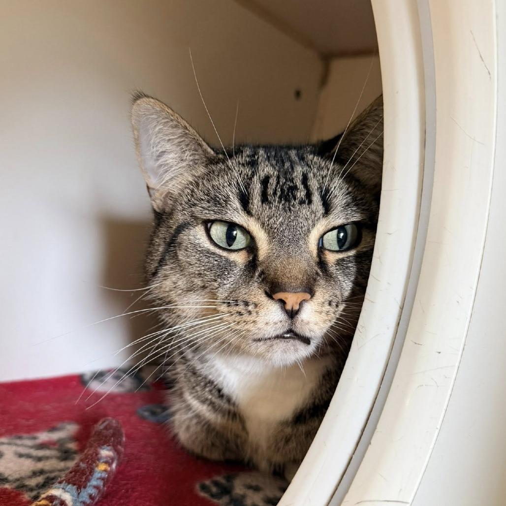 Enlarge Pauline--In Foster, a Adoptable Domestic Short Hair in Fargo, ND image 2/2