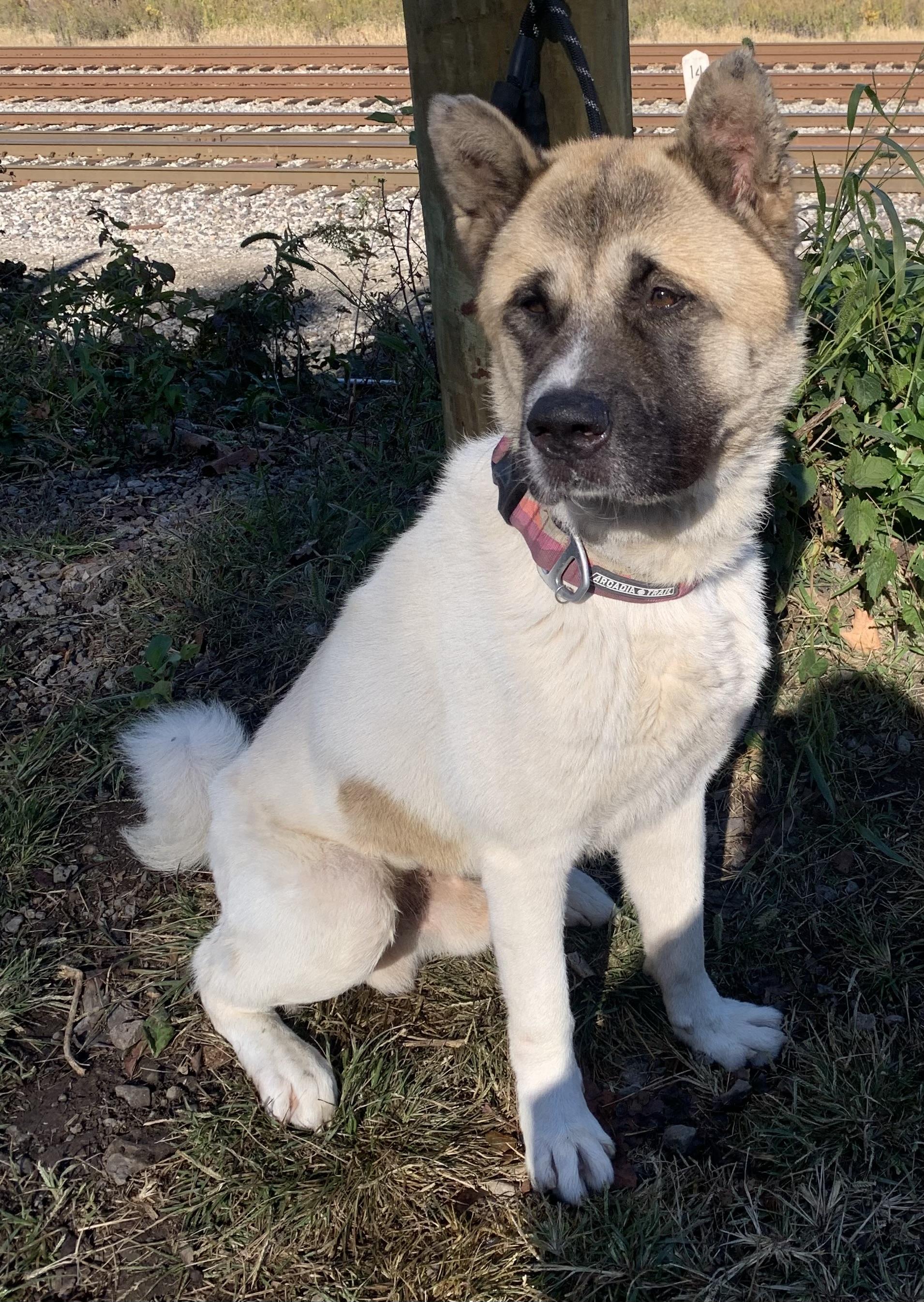 Enlarge Thor, a Adoptable Akita in McKeesport, PA image 2/6