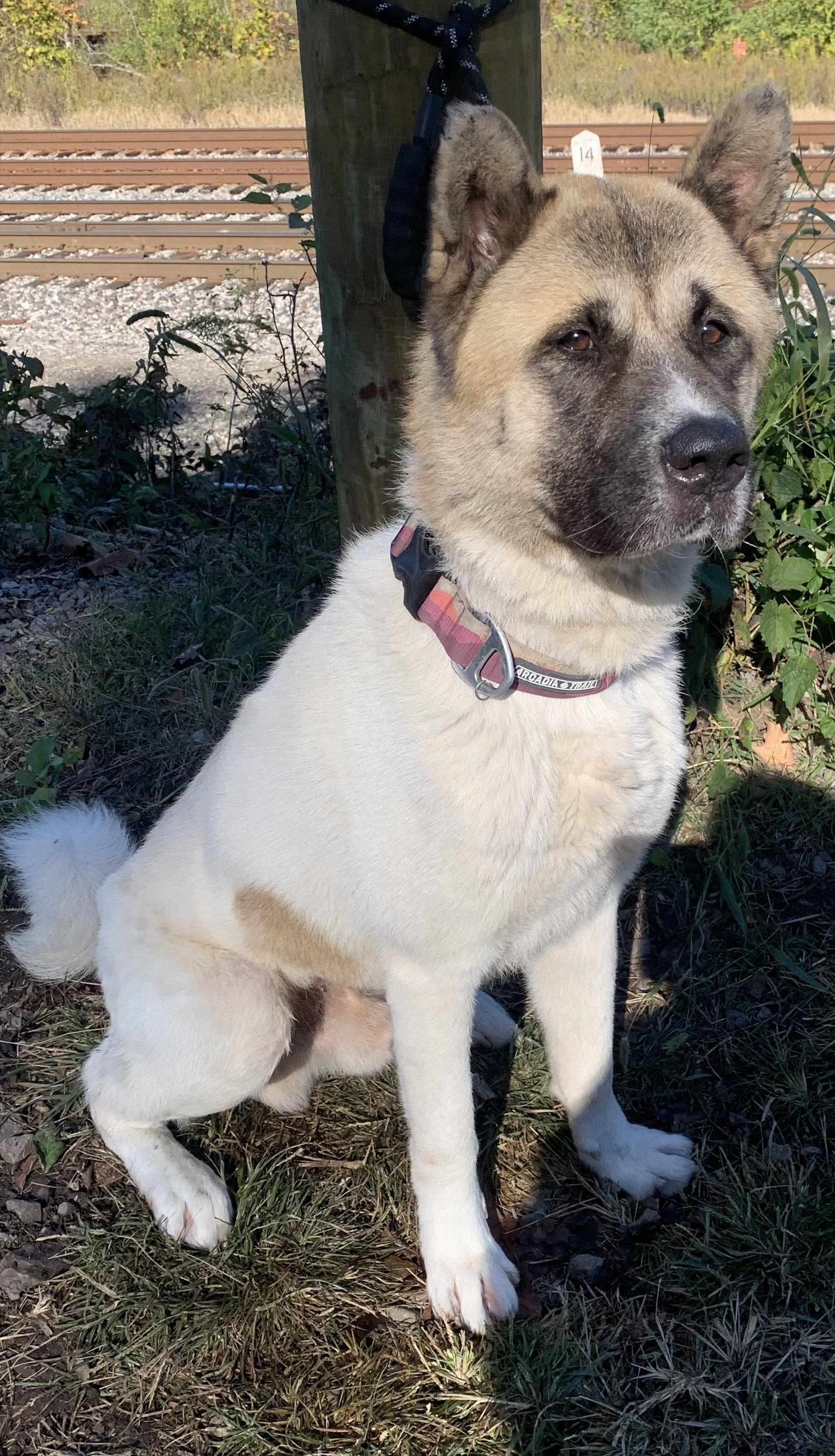 Enlarge Thor, a Adoptable Akita in McKeesport, PA image 3/6