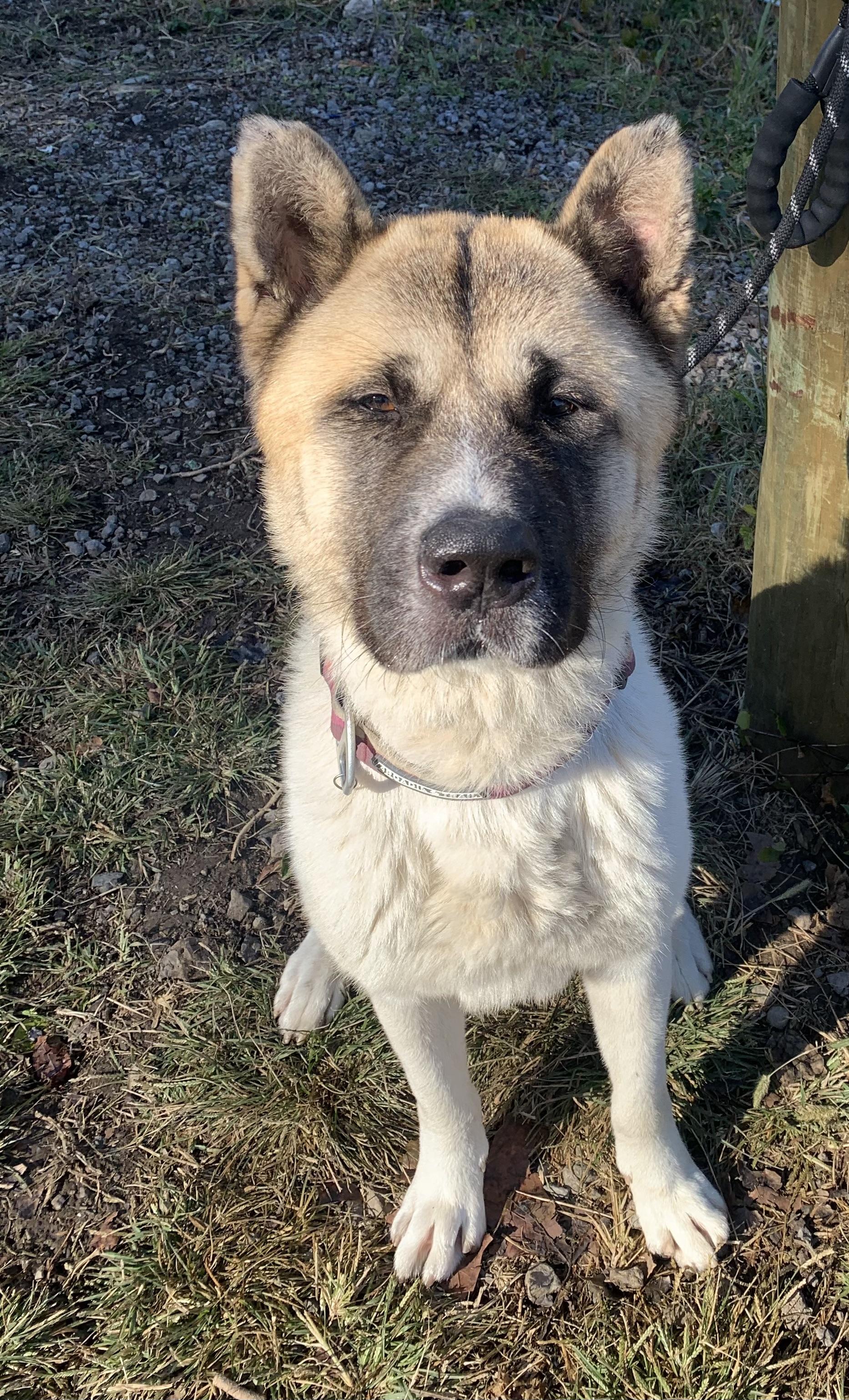Enlarge Thor, a Adoptable Akita in McKeesport, PA image 4/6