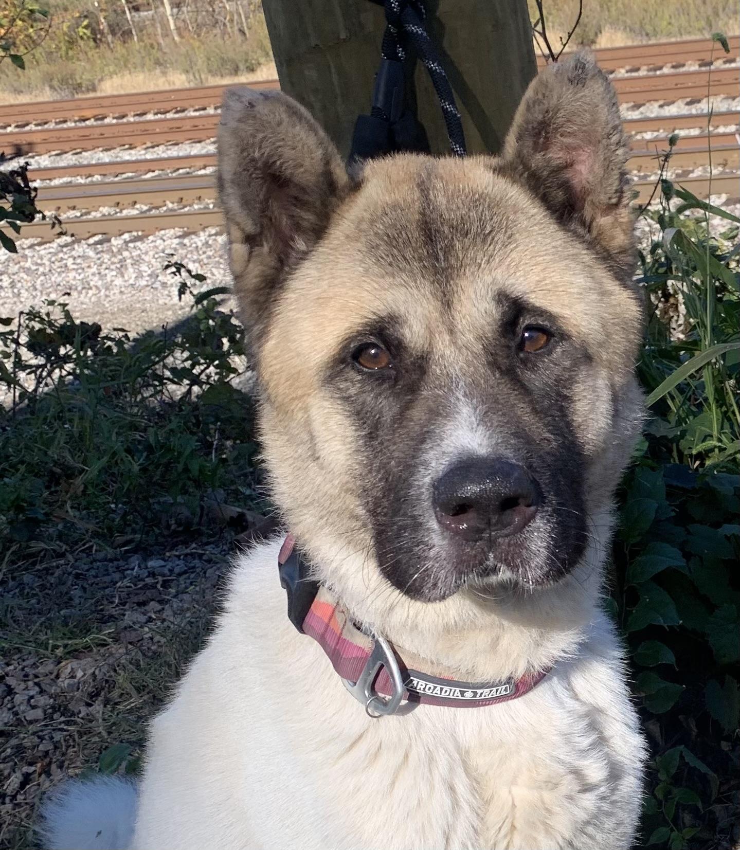 Enlarge Thor, a Adoptable Akita in McKeesport, PA image 5/6