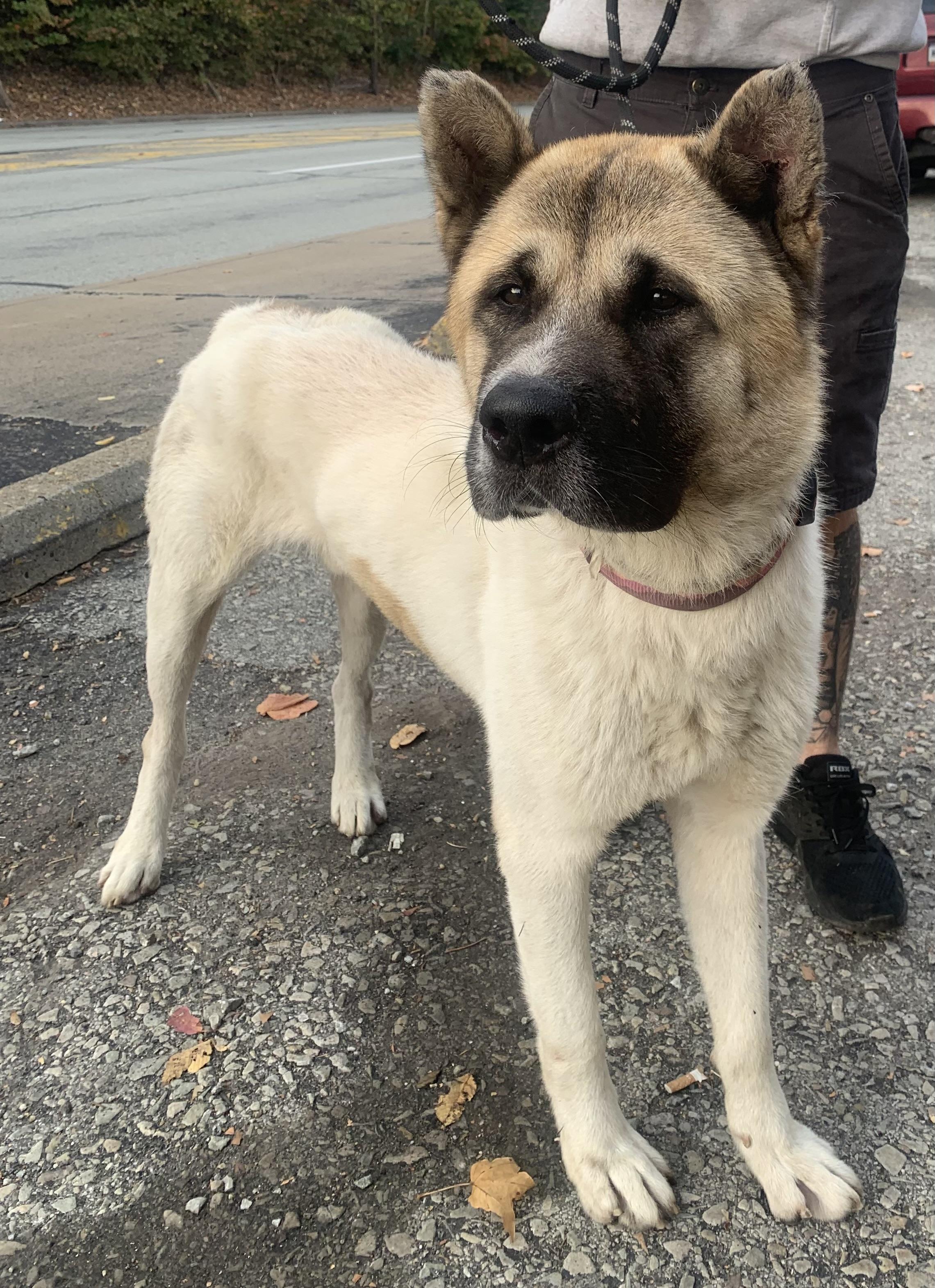 Enlarge Thor, a Adoptable Akita in McKeesport, PA image 6/6