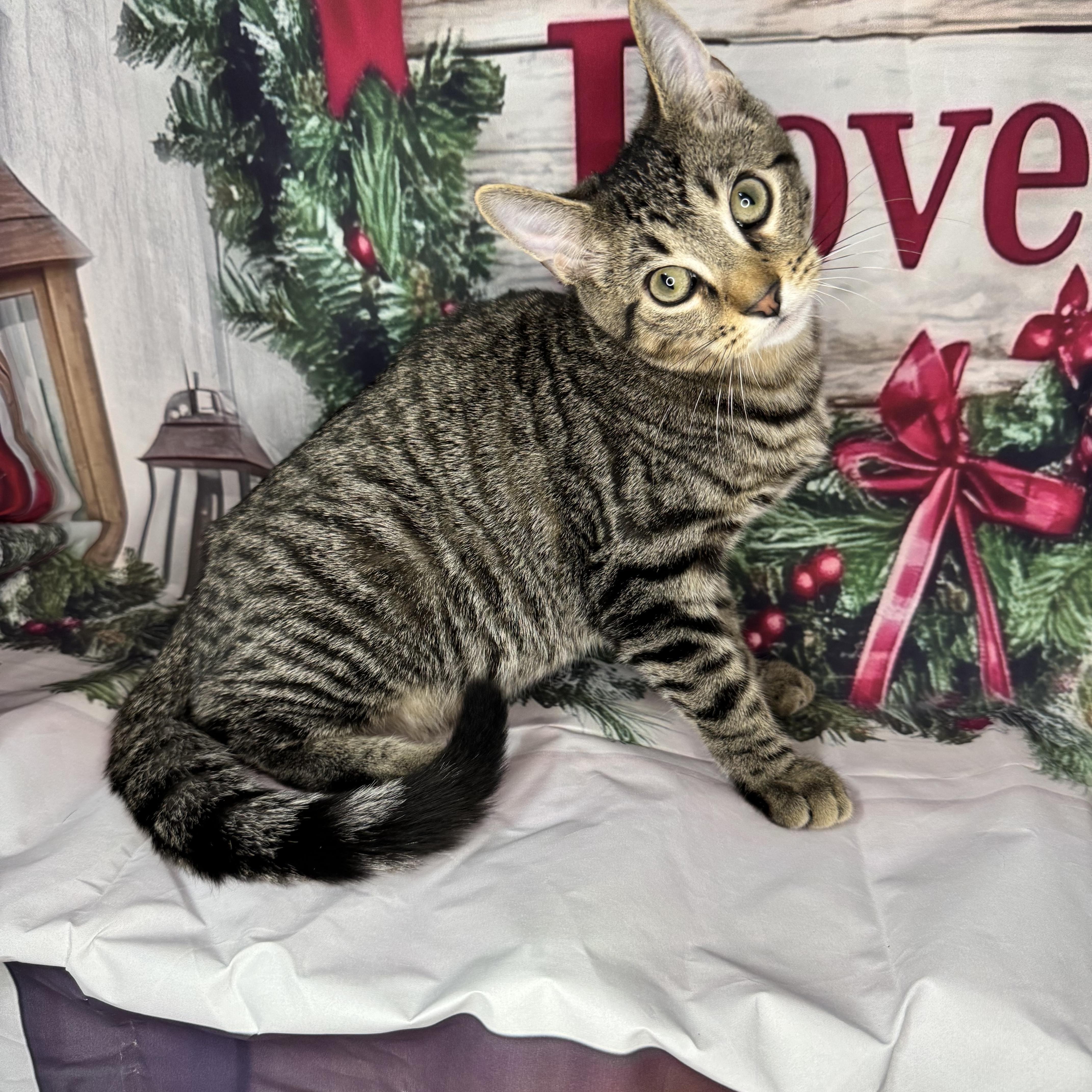 Enlarge Green Bean, a Adoptable mixed breed in Mount Vernon, IL image 5/6