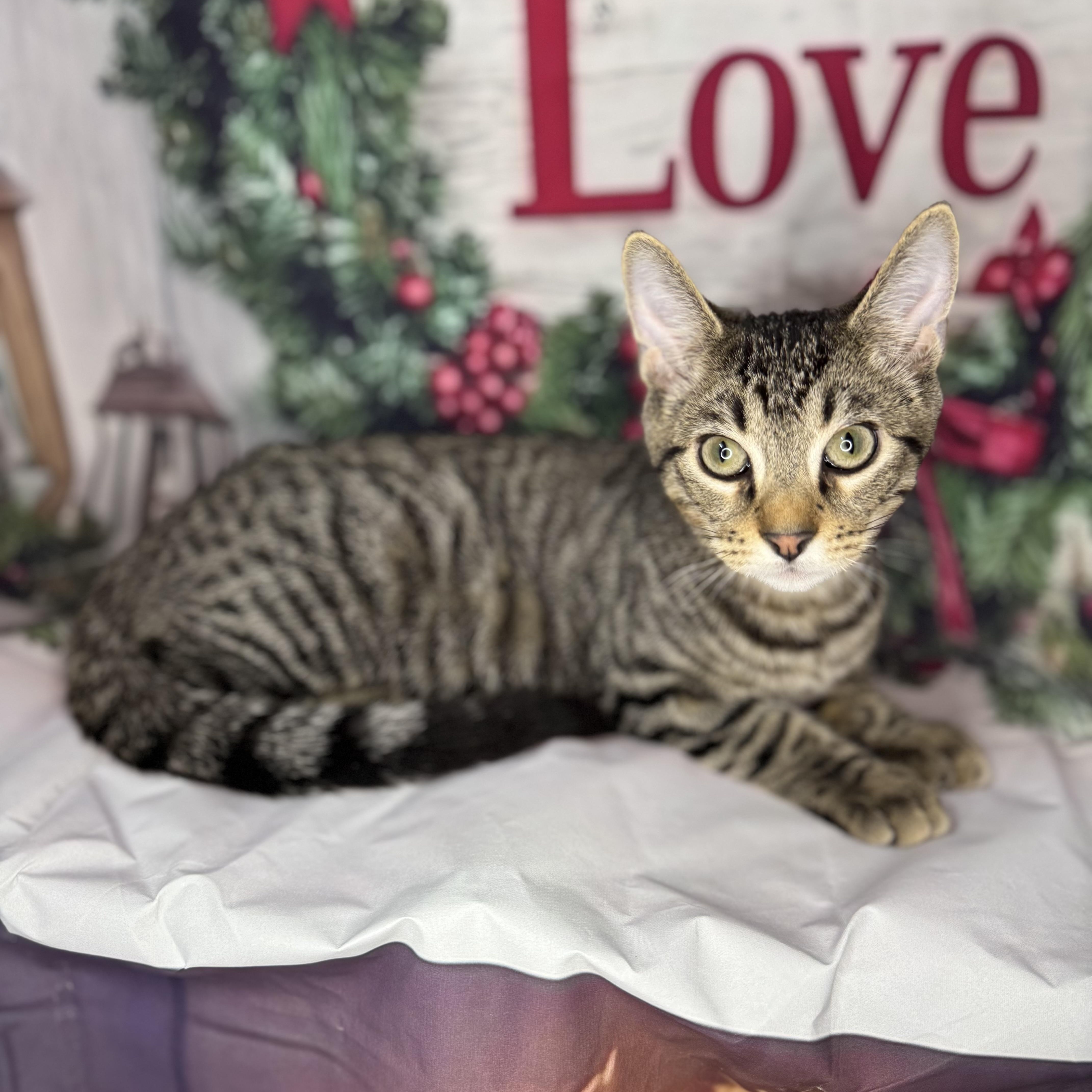 Enlarge Green Bean, a Adoptable mixed breed in Mount Vernon, IL image 6/6