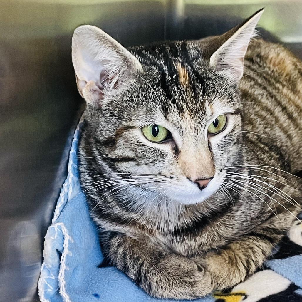 Enlarge Farrah, a Adoptable Domestic Short Hair in Columbia Station, OH image 1/5