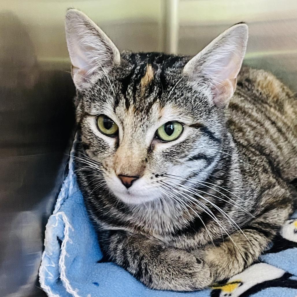 Enlarge Farrah, a Adoptable Domestic Short Hair in Columbia Station, OH image 2/5