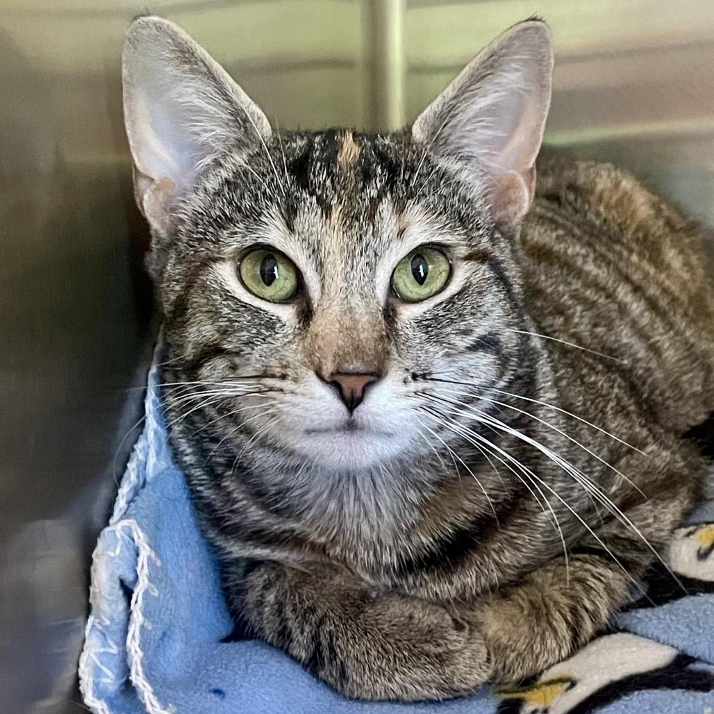 Enlarge Farrah, a Adoptable Domestic Short Hair in Columbia Station, OH image 3/5