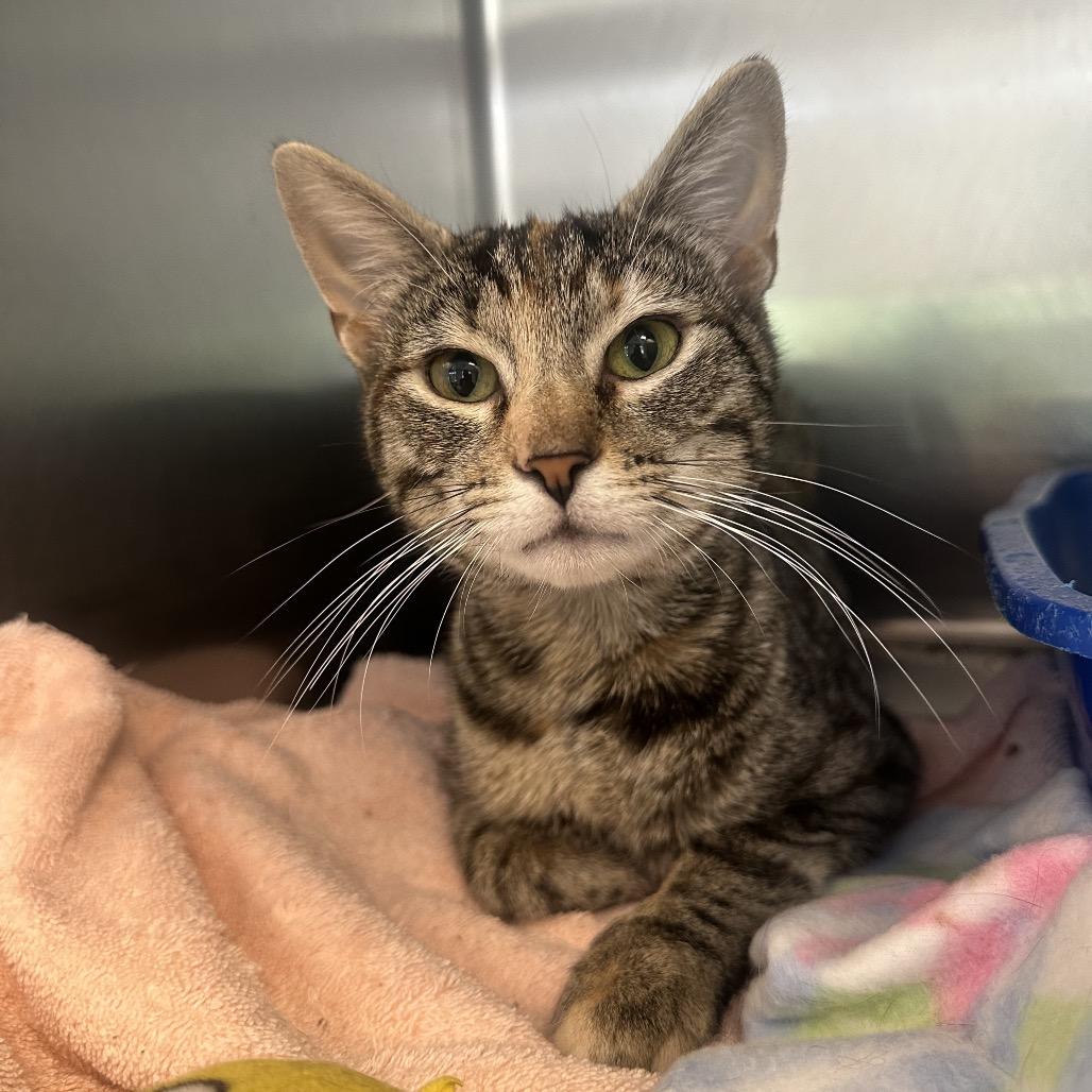 Enlarge Farrah, a Adoptable Domestic Short Hair in Columbia Station, OH image 4/5