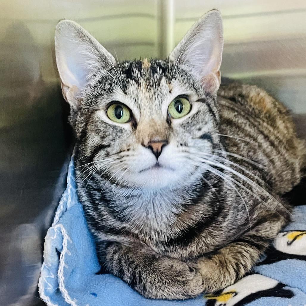 Enlarge Farrah, a Adoptable Domestic Short Hair in Columbia Station, OH image 5/5