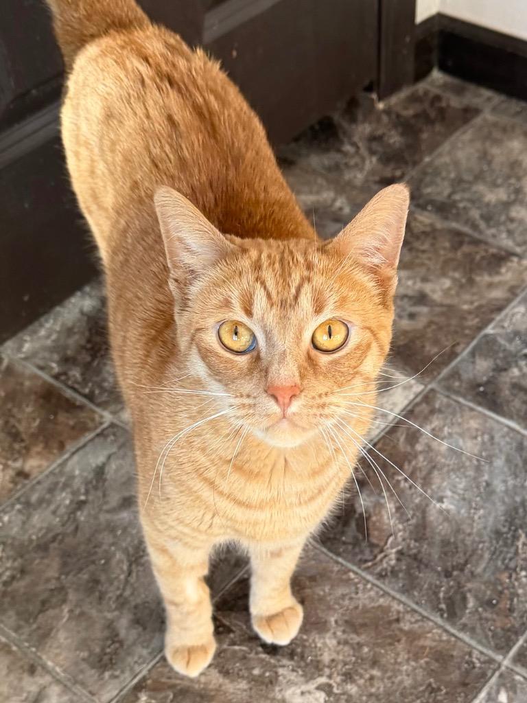 Lasagna, Adoptable, Adult Female Domestic Short Hair.